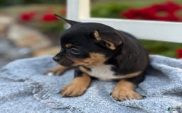 Chihuahua dogs for sale: Sprinkles - Image 5