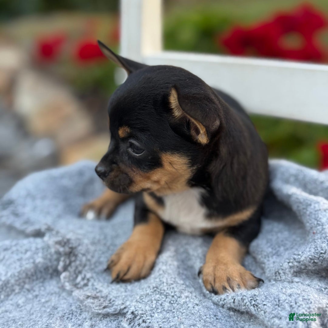 Chihuahua dogs for sale: Sprinkles - Image 5
