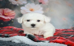 Bichon Frise dogs for sale: Jasper - Image 4