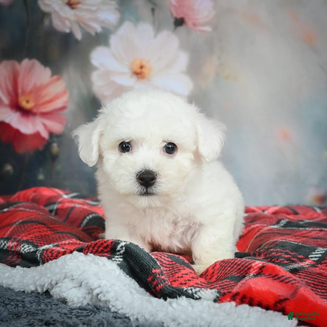 Bichon Frise dogs for sale: Jasper - Image 4