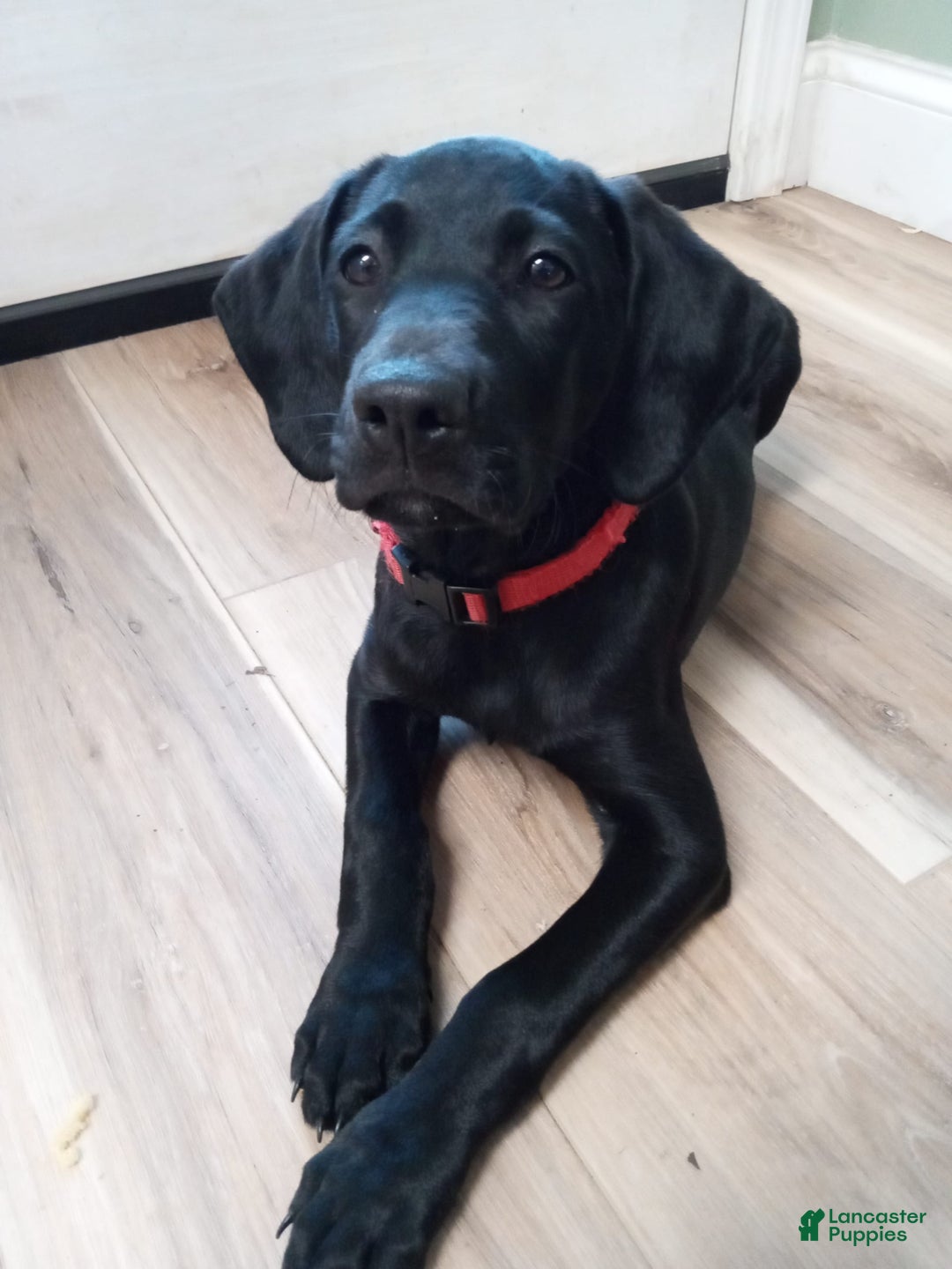 Labrador Retriever dogs for sale: Ruby - Image 6