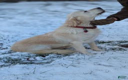 Golden Retriever dogs for sale: Jade - Image 3