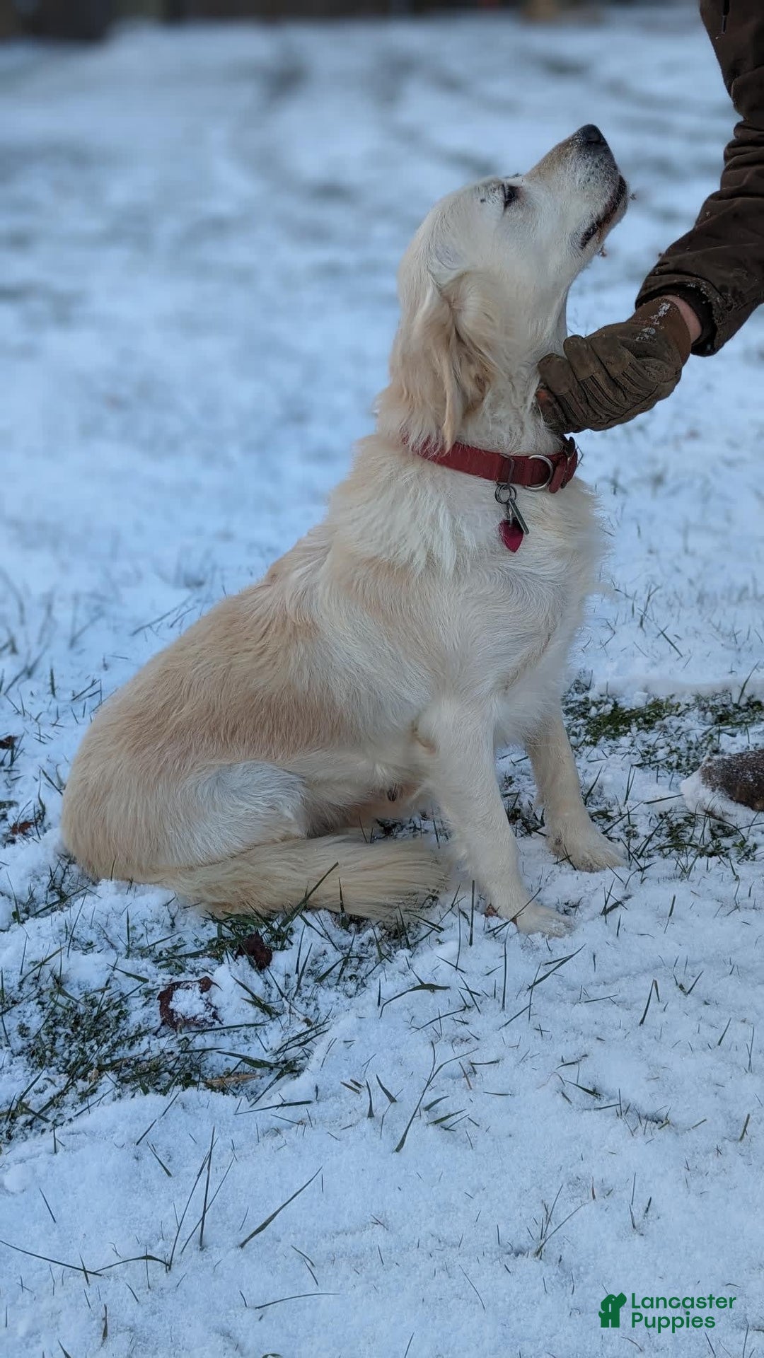 Golden Retriever dogs for sale: Jade - Image 3