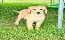 Goldendoodle dogs for sale: Ares - Image 2