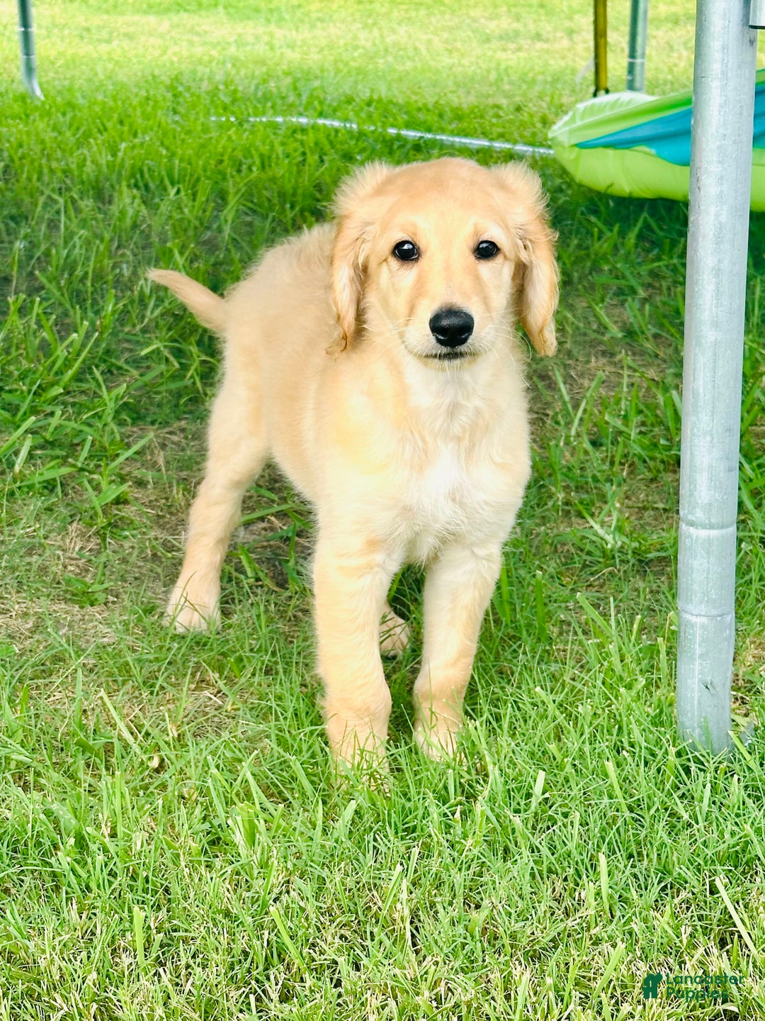 Goldendoodle dogs for sale: Ares - Image 2