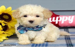Maltipoo dogs for sale: Max - Image 5