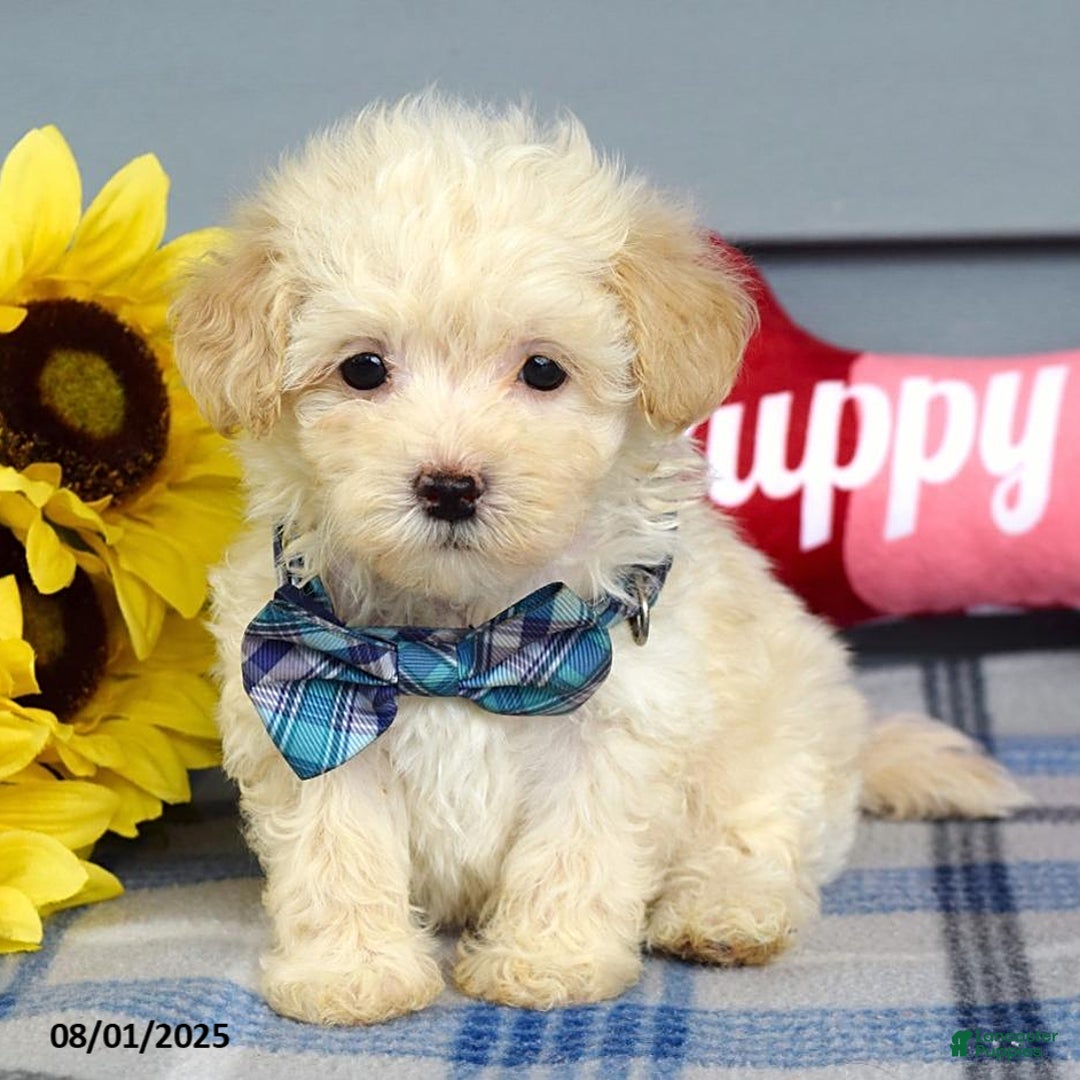 Maltipoo dogs for sale: Max - Image 5