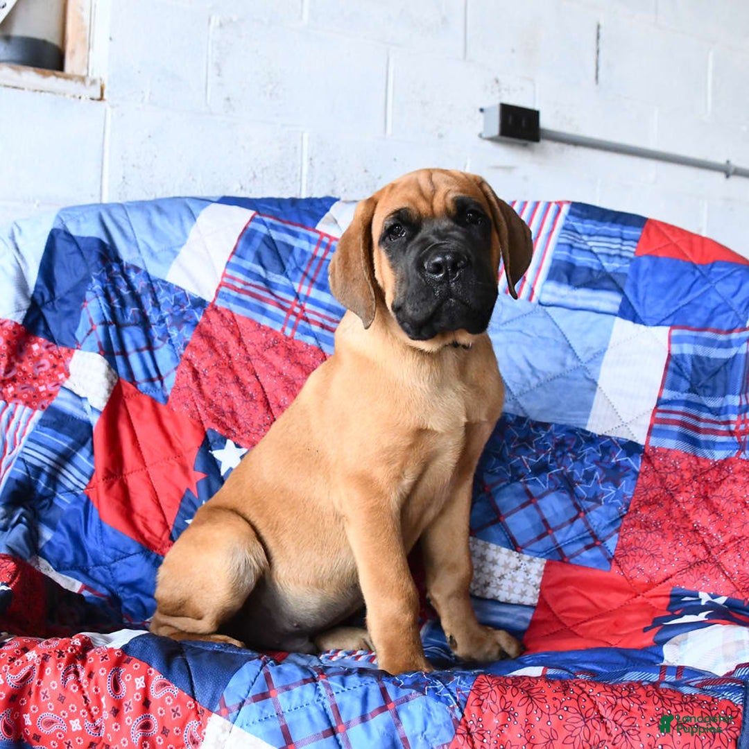 Cane Corso dogs for sale: Reeses - Image 6