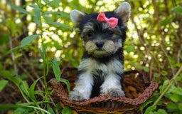 Morkie dogs for sale: Cream Point Ladybug - Image 25