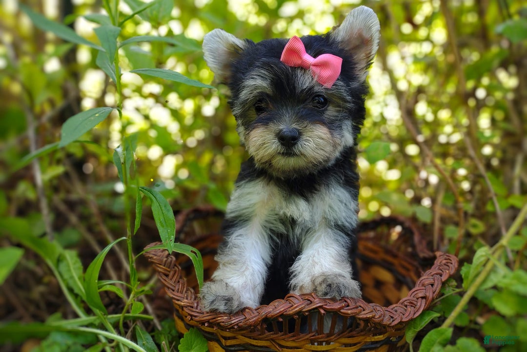 Morkie dogs for sale: Cream Point Ladybug - Image 25