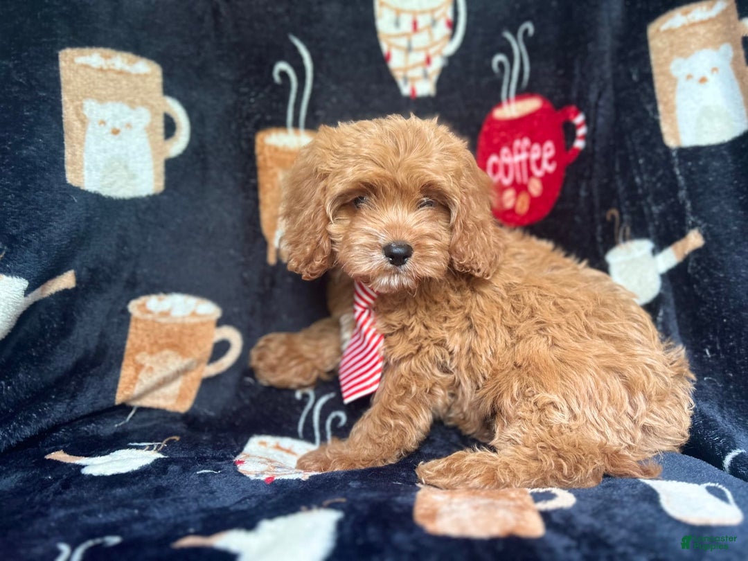 Cavapoo dogs for sale: Ringo - Image 10