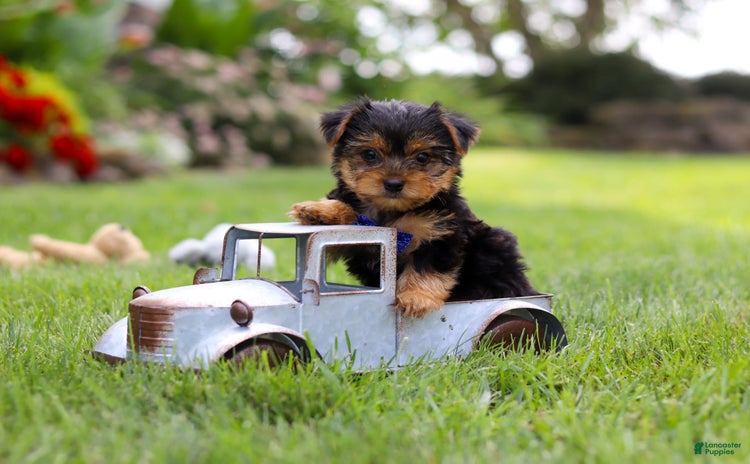 Yorkshire Terrier dogs for sale - Ad 2