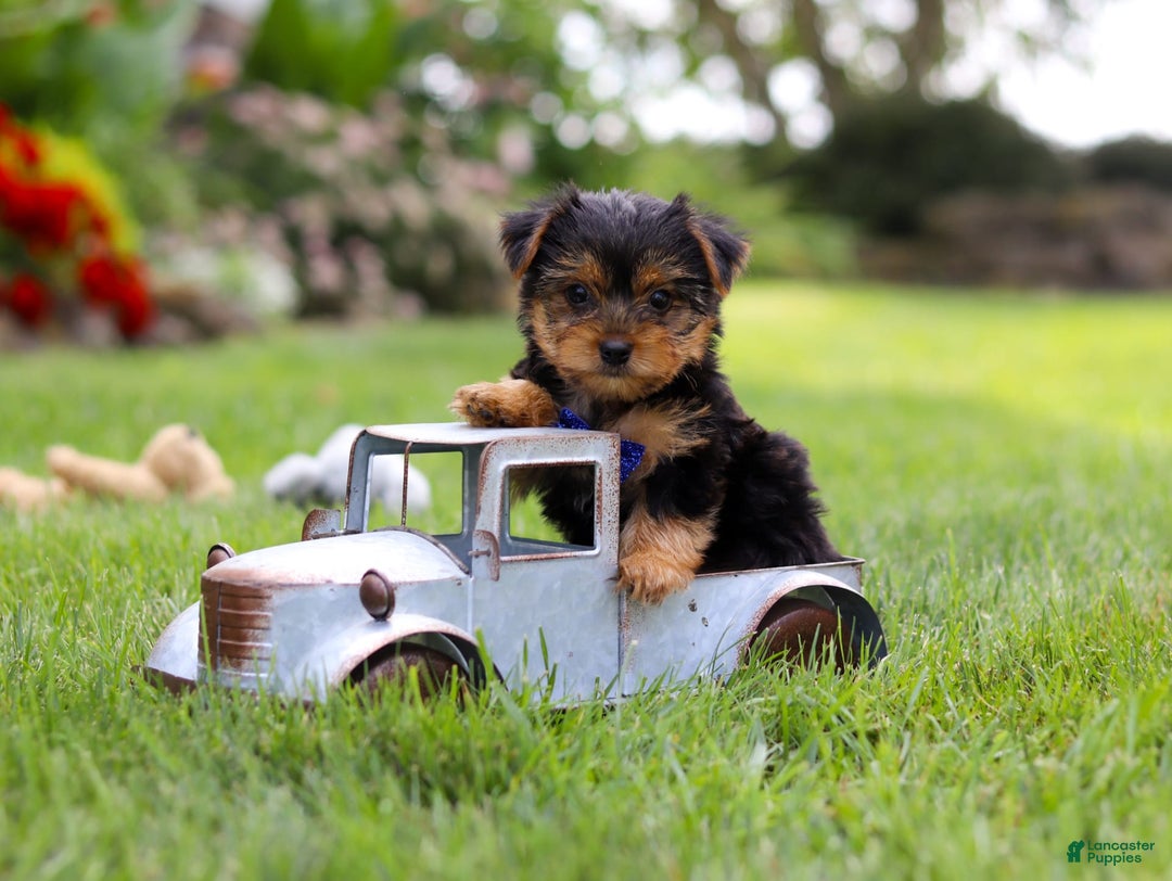 Yorkshire Terrier dogs for sale: Theodore - Image 1