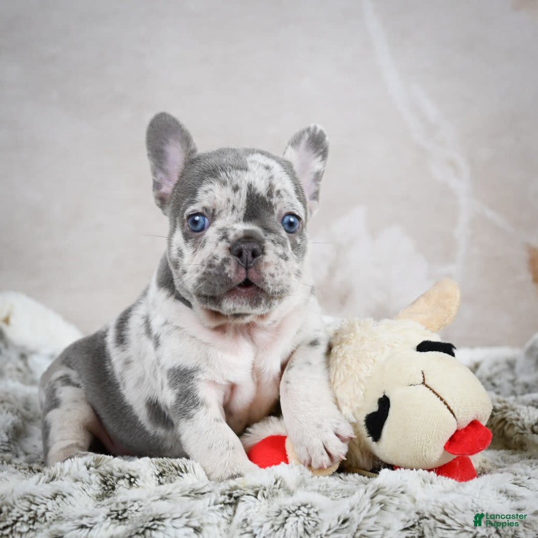 French Bulldog dogs for sale: French Bulldog 6 puppies - Image 18
