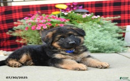 German Shepherd dogs for sale: Hawk - Image 4