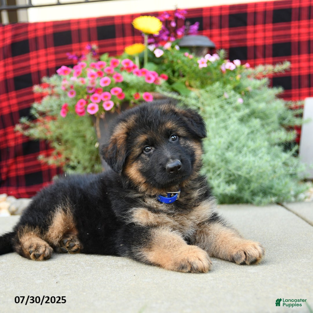 German Shepherd dogs for sale: Hawk - Image 4