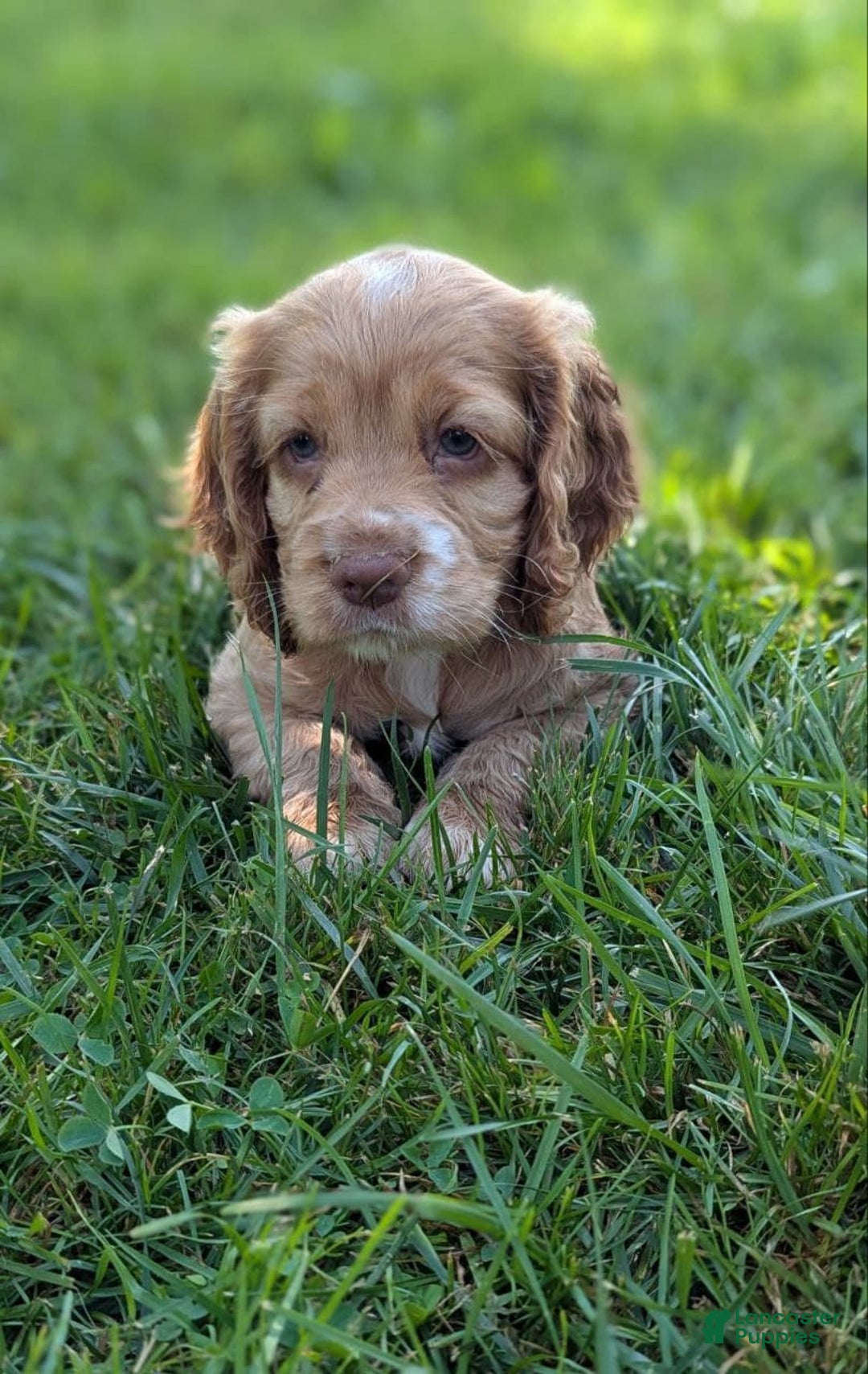 Cocker Spaniel dogs for sale: Scout - Image 4