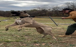 Presa Canario dogs for sale: Scarface - Image 5