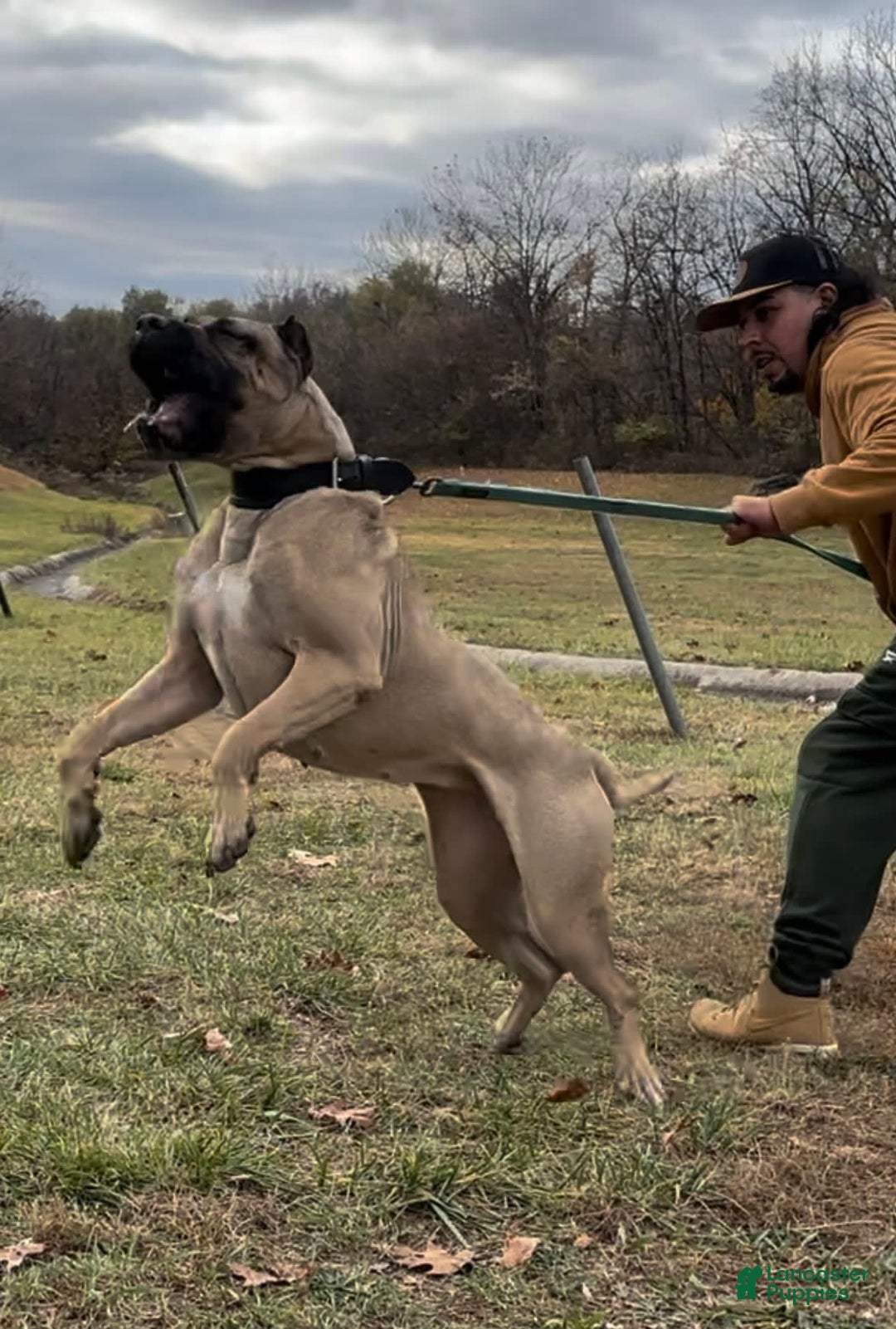 Presa Canario dogs for sale: Scarface - Image 5