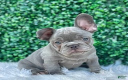 French Bulldog dogs for sale: Hunter - Image 11