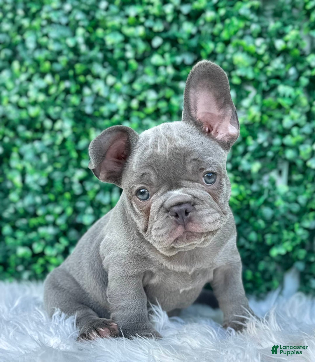 French Bulldog dogs for sale: Hunter - Image 11