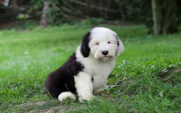 Old English Sheepdog dogs for sale: Dallas - Image 10