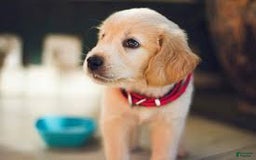 Mixed Breed dogs for sale: Mixed Breed Puppy 1 - Image 1