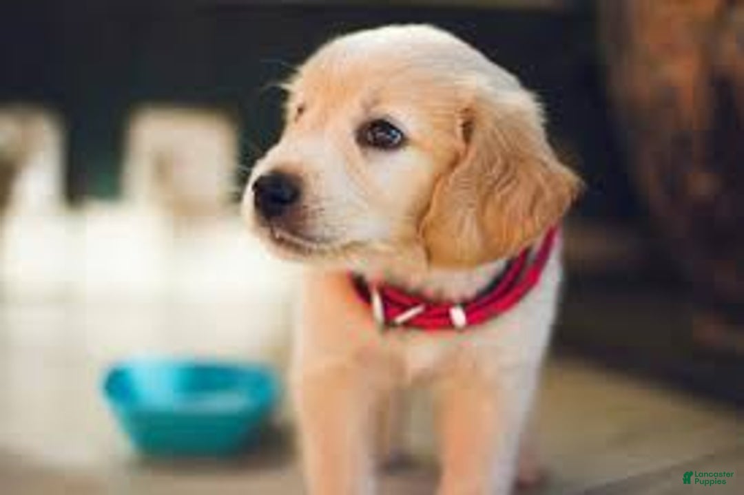 Mixed Breed dogs for sale: Mixed Breed Puppy 1 - Image 1