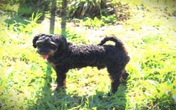 Miniature Poodle dogs for sale: Duff - Image 6