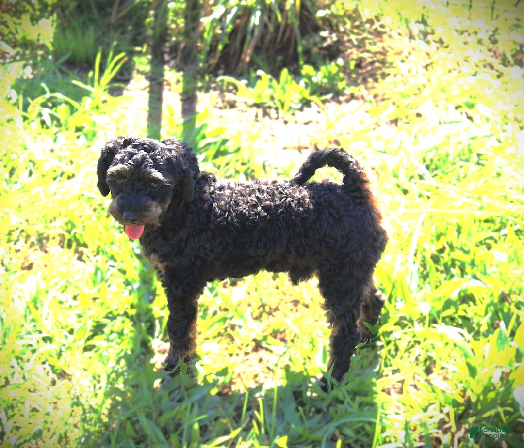 Miniature Poodle dogs for sale: Duff - Image 6