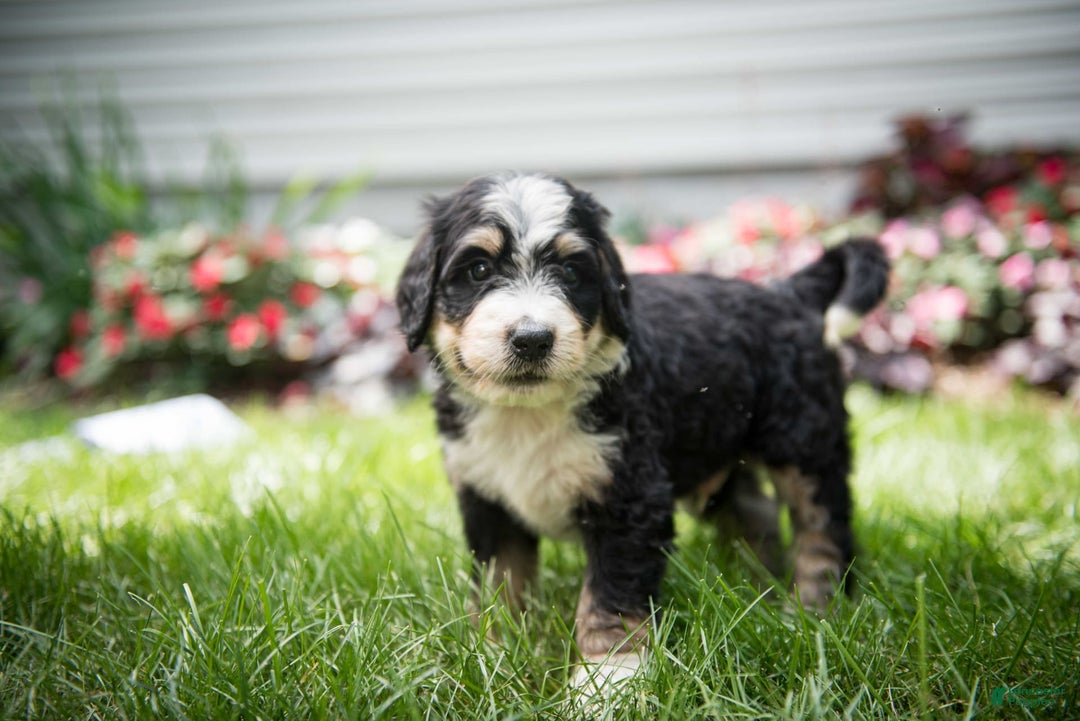 Bernedoodle dogs for sale: Rebel - Image 3