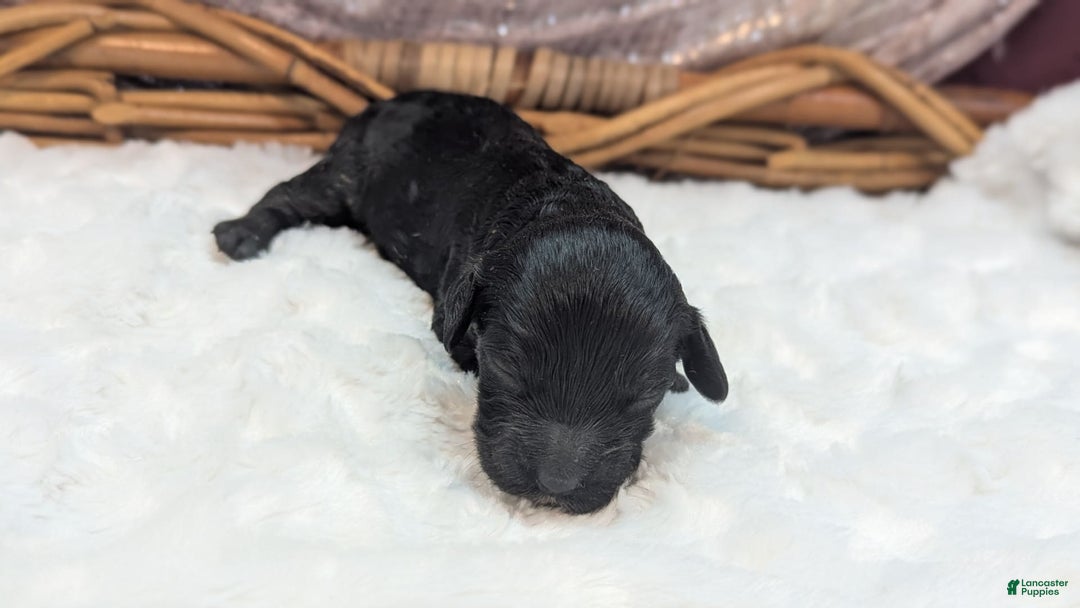 Cockapoo dogs for sale: Emily - Image 21