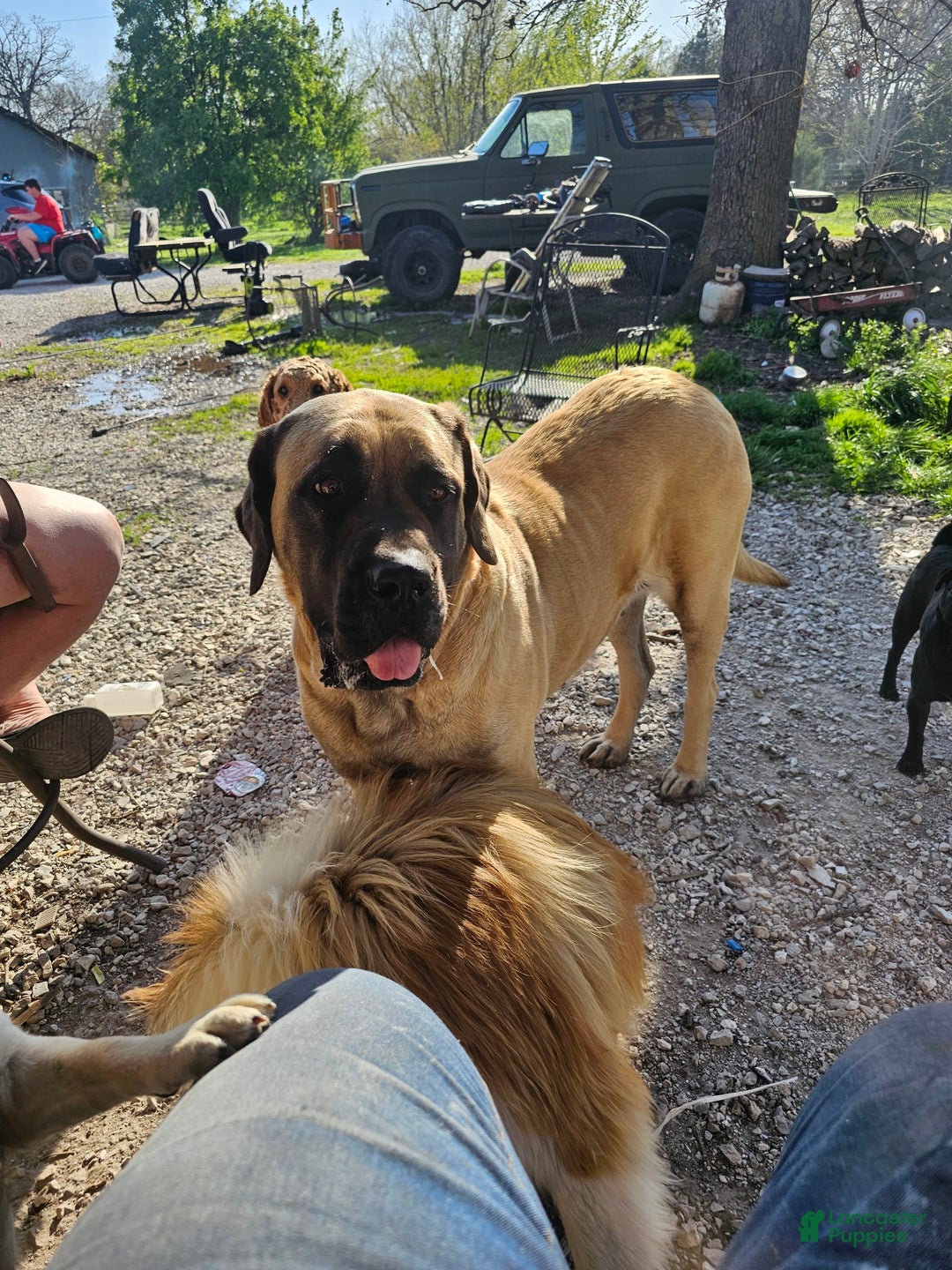 English Mastiff dogs for sale: Marty - Image 7