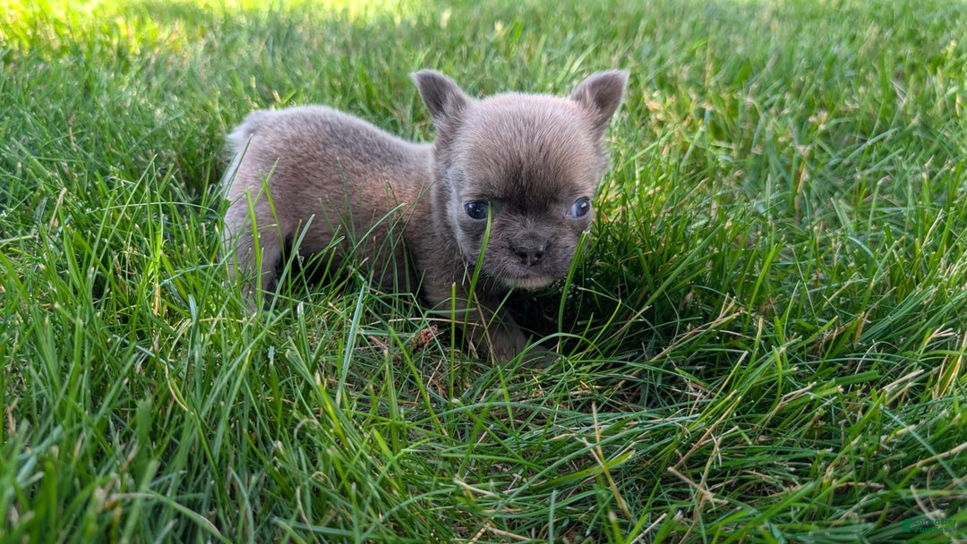 French Bulldog dogs for sale: Talia - Image 6