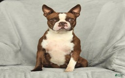 Boston Terrier dogs for sale: Luke - Image 6