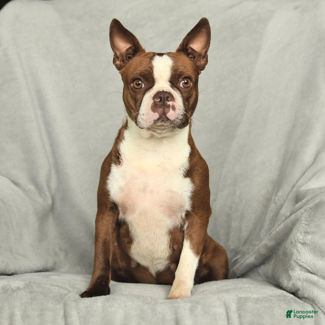 Boston Terrier dogs for sale: Luke - Image 6