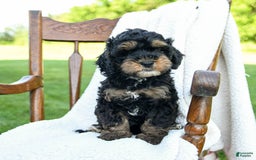 Havapoo dogs for sale: Pepper - Image 5