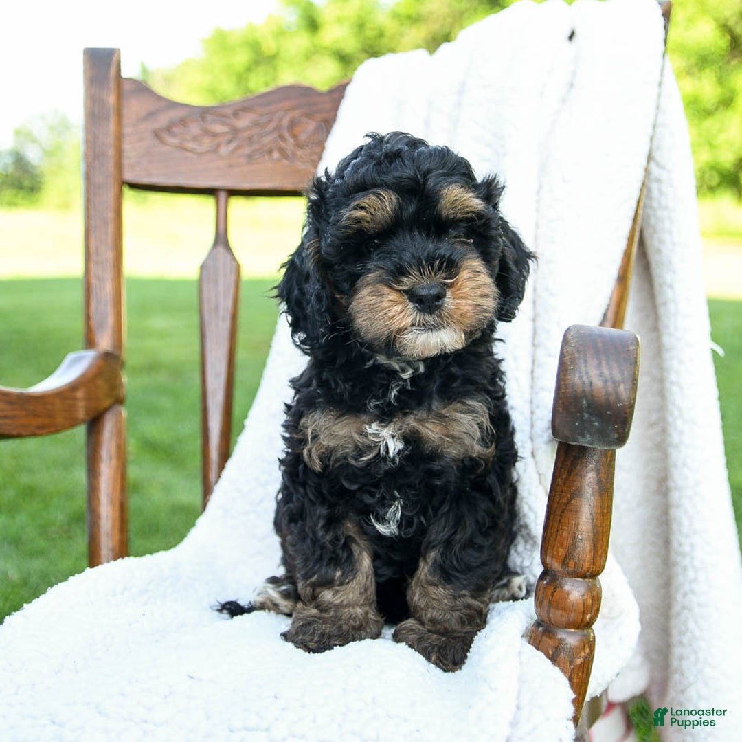 Havapoo dogs for sale: Pepper - Image 5