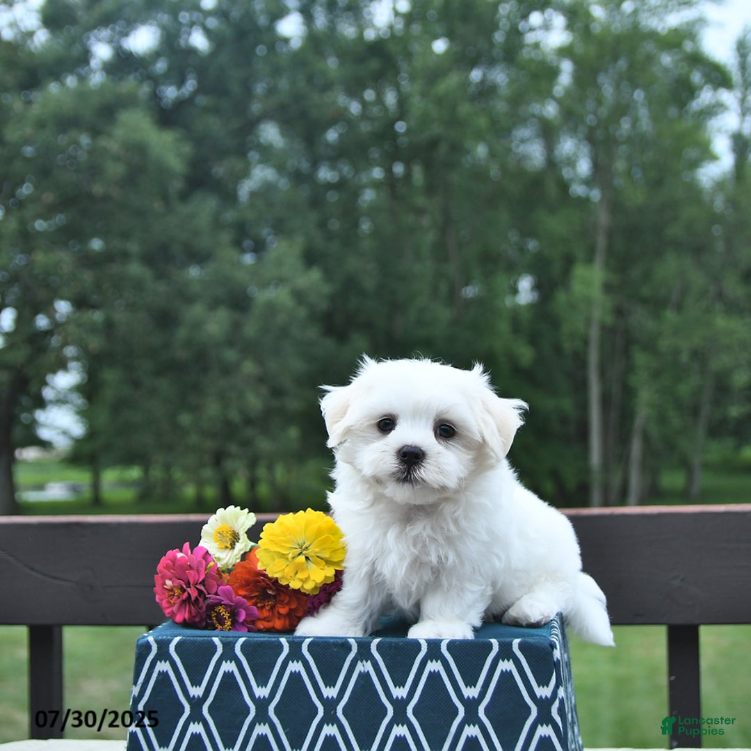 Maltese dogs for sale: Toby - Image 3
