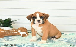 Boxer dogs for sale: Justin - Image 1