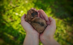 Morkie dogs for sale: Rare Gold Merle Beetle - Image 12