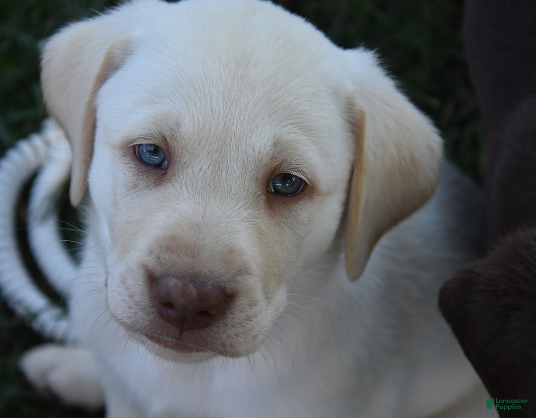 Labrador Retriever dogs for sale: Cody - Image 3