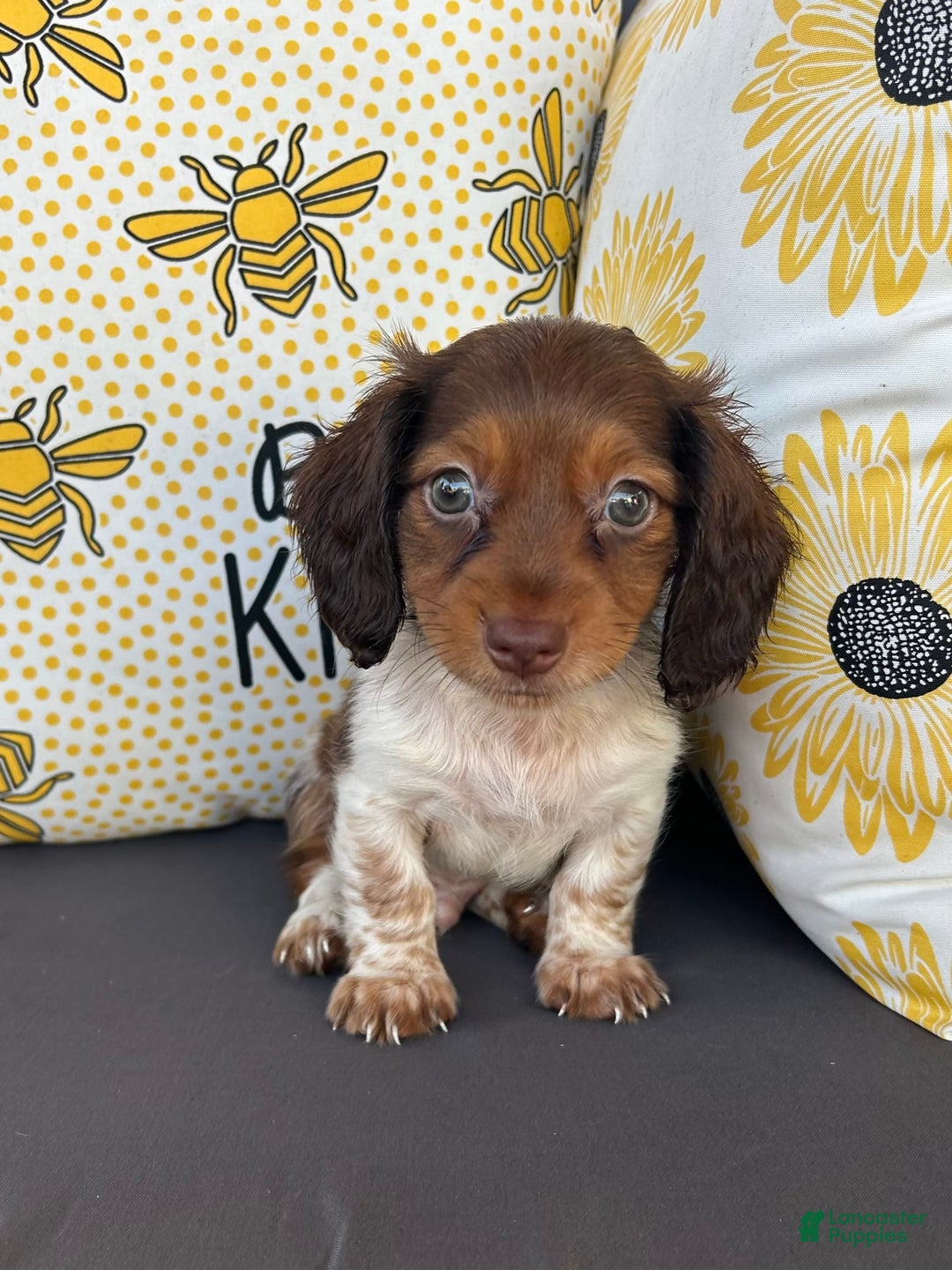 Miniature Dachshund dogs for sale: Rhett - Image 1