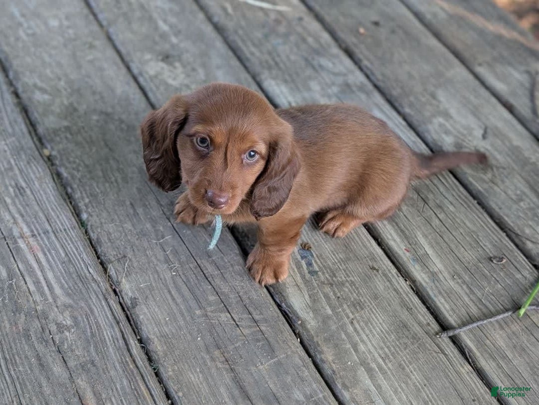 Dachshund dogs for sale: Otis - Image 9