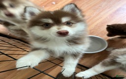 Pomsky dogs for sale: Joy - Image 4