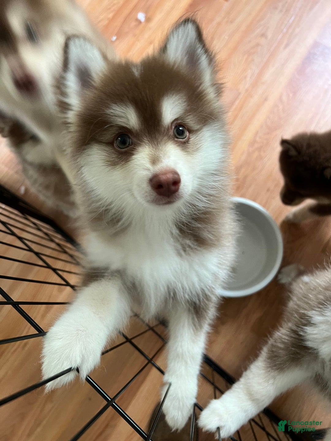 Pomsky dogs for sale: Joy - Image 4