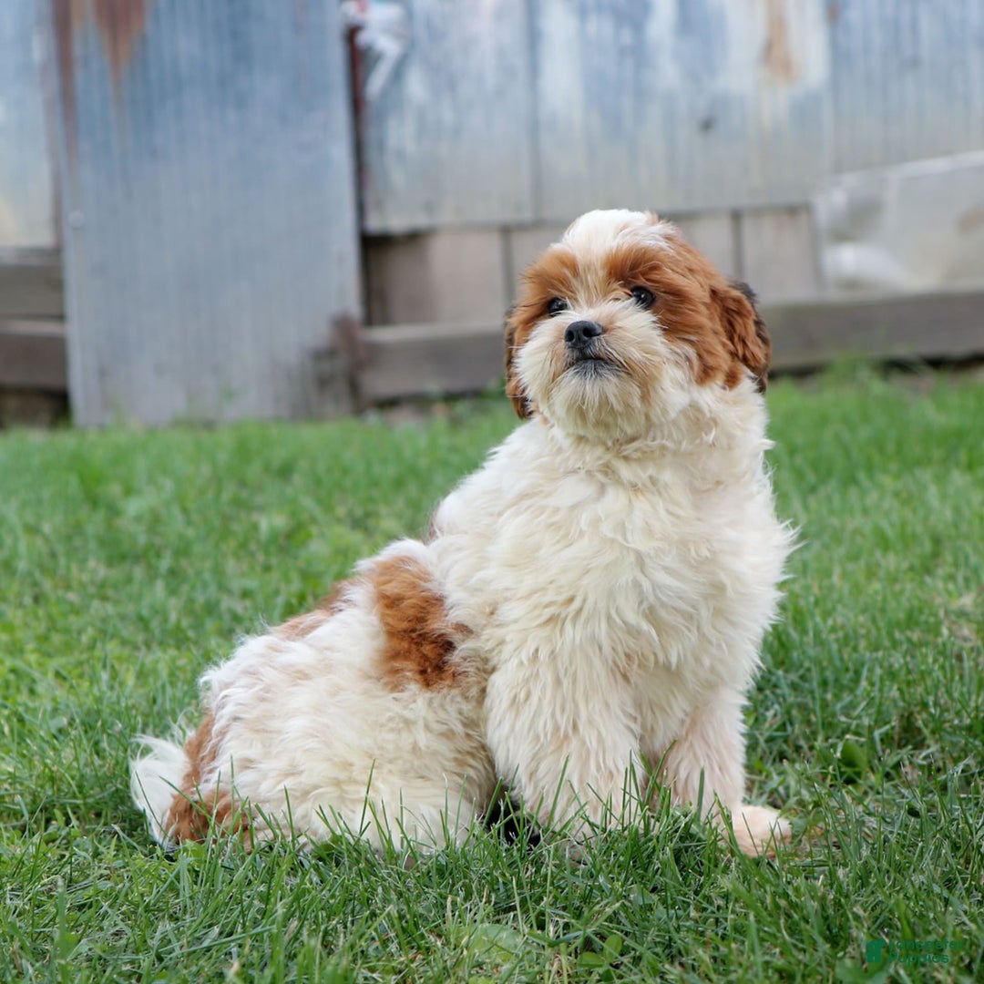 Shihpoo dogs for sale: Buster - Image 6