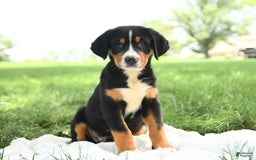 Greater Swiss Mountain Dog dogs for sale: Chip - Image 3