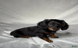 Miniature Dachshund dogs for sale: Cole - Image 4