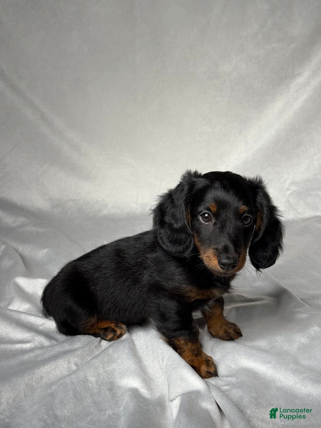 Miniature Dachshund dogs for sale: Cole - Image 4